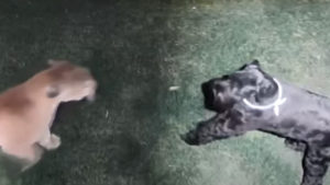 Illustration : Une chienne voit un puma surgir dans la propriété de ses maîtres qu'elle décide de défendre courageusement (vidéo) 