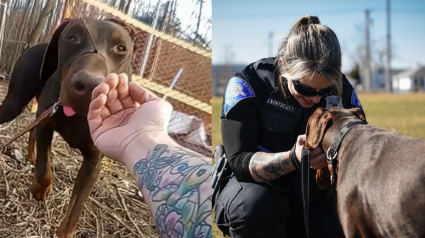 Illustration : Un chien muselé au moyen d'une attache autobloquante est secouru par une policière qui veut en faire plus pour lui