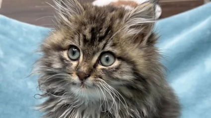 Illustration : Un chaton blessé en cherchant à se nourrir dans les poubelles gratifie sa bienfaitrice de ses plus doux ronronnements