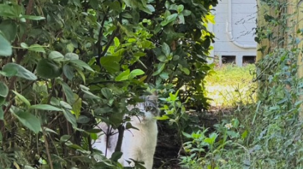 Illustration : Une bienfaitrice gagne progressivement la confiance d’un chat errant qui l’observait depuis longtemps derrière les buissons