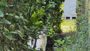 Illustration : Une bienfaitrice gagne progressivement la confiance d’un chat errant qui l’observait depuis longtemps derrière les buissons
