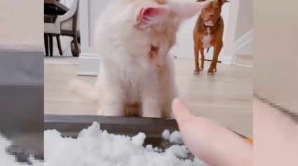 Illustration : La famille d'un chat lui faisant découvrir la neige s'attendait à une tout autre réaction de sa part (vidéo)