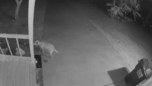 Illustration : Une chienne repérée sur une caméra de vidéosurveillance enterre un trésor très singulier dans le jardin de ses voisins