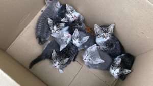 Illustration : En suivant des miaulements, un employé découvre un carton rempli de chatons près de son lieu de travail