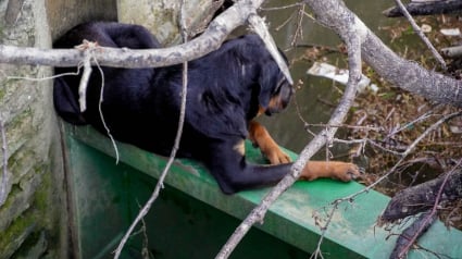 Illustration : Police municipale, pompiers et associations unissent leurs forces pour tenter de secourir un chien piégé au-dessus d'un fleuve