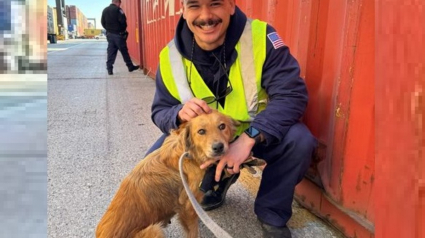 Illustration : La chienne découverte enfermée dans un conteneur réservait une autre surprise à ses sauveurs