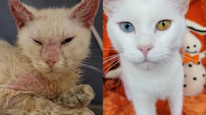 Illustration : Le chat Mystic, retrouvé couvert de gale, dévoile son magnifique visage après être passé entre les mains de sa sauveteuse