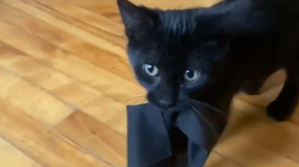 Illustration : Un chaton reconnaissant d’avoir été sauvé couvre sa bienfaitrice de cadeaux à longueur de temps