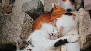Illustration : Recueillie par une association, une maman chat pense reconnaître 3 chatons lorsqu'ils font leur arrivée au refuge quelques jours plus tard