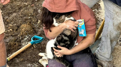 Illustration : Un mois après avoir perdu son chat, elle passe avec son chien devant une maison voisine en chantier et y entend des miaulements 