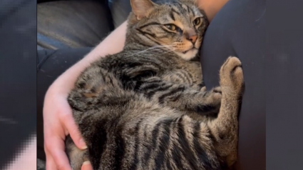 Illustration : Ange ou démon ? Une vidéo révélant les 2 visages d'un chat sans queue amuse et attendrit les internautes