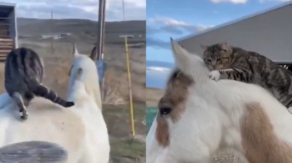 Illustration : Ce chat attend l’arrivée de son ami cheval pour grimper sur son dos et partir en balade (vidéo)