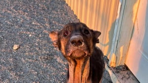 Illustration : Une chienne découverte dans un garage froid, sans eau ni nourriture, qualifiée de guerrière par ses bienfaiteurs