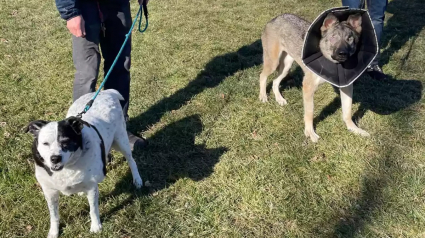 Illustration : Le soutien indéfectible d'un chien pour son congénère aveugle l'aide à garder le moral en attendant l'adoption