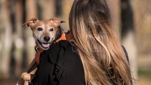 Illustration : À la Saint-Valentin comme tout au long de l’année, les animaux restent nos meilleurs alliés contre la solitude