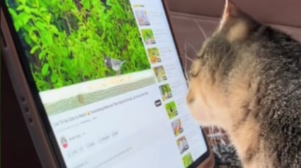 Illustration : Une chatte décrète qu'elle n'a plus besoin de l'aide de sa maîtresse pour regarder ses vidéos préférées sur la tablette (vidéo)