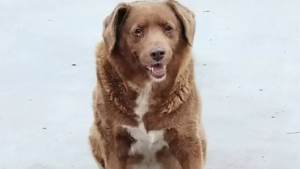 Illustration : Bobi est officiellement déchu de son titre de plus vieux chien du monde par le Guinness World Records