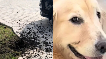 Illustration : Cette chienne est tellement fière de sa bêtise qu’elle ne parvient pas à la cacher (vidéo)