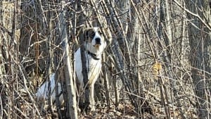 Illustration : Les grognements d'un chien abandonné et terrifié font comprendre à l'homme venu le secourir qu'il aura besoin de renfort