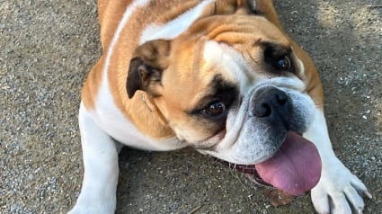 Illustration : Un Bulldog Anglais est volé chez ses maîtres qui espèrent un heureux dénouement pour l'anniversaire de leur fils