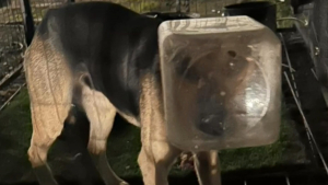Illustration : Une chienne étonne ses sauveteurs par sa résilience après avoir survécu 2 semaines en ayant la tête coincée dans un bocal