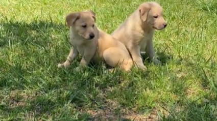 Illustration : En simple promenade avec son chien, cette femme découvre 2 chiots abandonnés et fait bien plus que les sauver (vidéo)