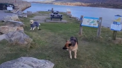 Illustration : Ce duo canin a développé un astucieux stratagème pour empêcher ses maîtres d'écourter leur journée à la plage (vidéo)