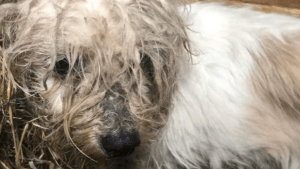 Illustration : Une chienne retrouvée négligée et abandonnée sur un terrain vague, ses sauveteurs tentent de lui prouver que la vie mérite encore d'être vécue