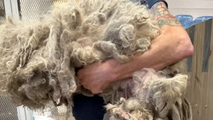 Illustration : La transformation saisissante de ce chien négligé après lui avoir retiré 3 kilos de poils sales et emmêlés sidère ses sauveteurs
