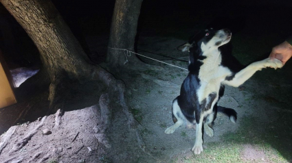 Illustration : Une chienne découverte attachée à un arbre avec ses chiots est désormais prête pour un nouveau départ 