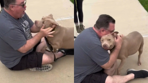 Illustration : "Les retrouvailles poignantes entre un homme et sa chienne, séparés malgré eux (vidéo)"