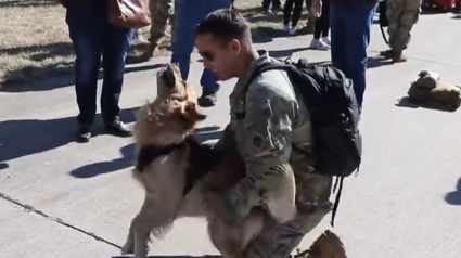 Illustration : La joie immense d'un chien qui retrouve enfin son maître militaire après 10 mois d'absence (vidéo)