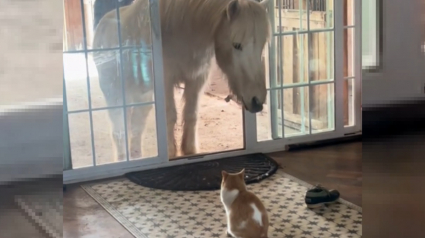 Illustration : Un chat invite son ami cheval à la maison puis décide que ce n'est plus son problème, mais celui de sa maîtresse (vidéo)