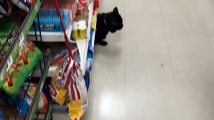 Illustration : Un homme laisse son chat à la maison pour aller faire les courses et fait face à une scène déconcertante lors de son arrivée au magasin (vidéo)