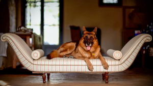 Illustration : Considéré comme "le chien le plus riche du monde", un documentaire Netflix lève le voile sur sa curieuse histoire d'héritage