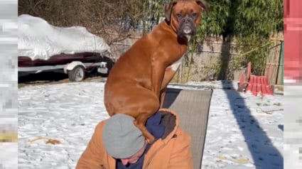 Illustration : Ce Boxer a pris l'habitude de se poser sur les épaules de son maître afin d'adresser un message précis aux autres chiens de la famille