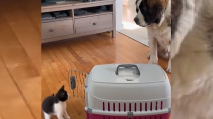 Illustration : L'accueil touchant d'un Saint Bernard doux et patient envers le chaton adopté par ses humains (vidéo)