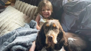 Illustration : Une enfant de 2 ans portée disparue a été retrouvée blottie contre son chien dans la forêt