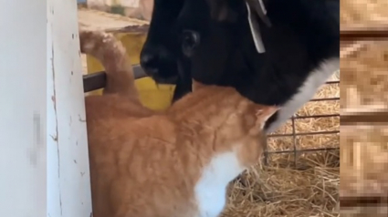 Illustration : Les meilleurs amis de ce chat de ferme sont des veaux et leur relation est vraiment spéciale (vidéo)