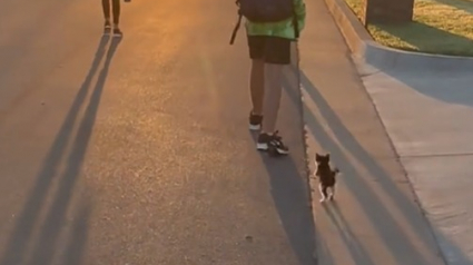 Illustration : Chaque jour, un chaton accompagne ses sœurs et son frère humains à leur arrêt de bus