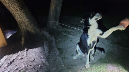 Illustration : Cette chienne est aux anges plus d'un mois après avoir été découverte attachée à un arbre avec ses 7 chiots