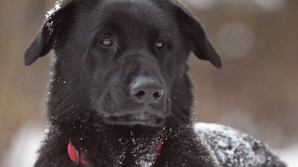 Illustration : Une chienne perdue et piégée par la neige implique une course contre-la-montre pendant des jours et révèle la force de la solidarité canine