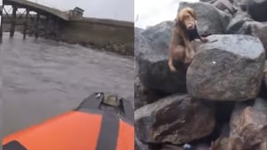 Illustration : La promenade d'un chien prend une tournure imprévue après sa chute depuis une digue et l'intervention des secours par une mer agitée (vidéo)