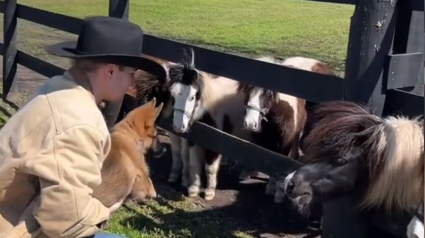 Illustration : Soucieux de répondre à une mission essentielle, cet homme n'abdique pas face à la confusion de son chiot lors de sa première rencontre avec des chevaux (vidéo)