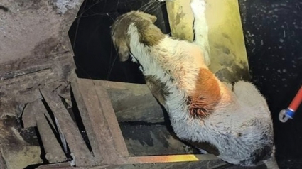 Illustration : Une chienne tombée dans un ancien silo à grains et n'ayant plus la force d'appeler au secours retrouve l'espoir au bout de 3 jours