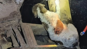 Illustration : Une chienne tombée dans un ancien silo à grains et n'ayant plus la force d'appeler au secours retrouve l'espoir au bout de 3 jours