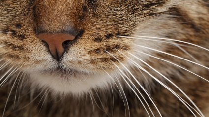 Illustration : 10 infos essentielles à savoir sur les moustaches de votre chat