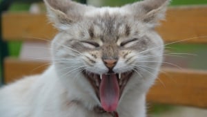 Illustration : La langue de votre chat a une texture rugueuse et ce n'est pas un hasard