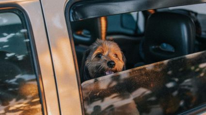 Illustration : Des chercheurs révèlent le secret des chiens pour ressentir qu'ils sont près de chez eux lors d'un trajet en voiture