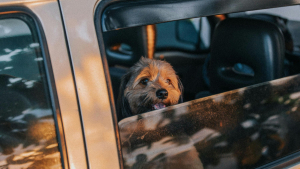 Illustration : Des chercheurs révèlent le secret des chiens pour ressentir qu'ils sont près de chez eux lors d'un trajet en voiture